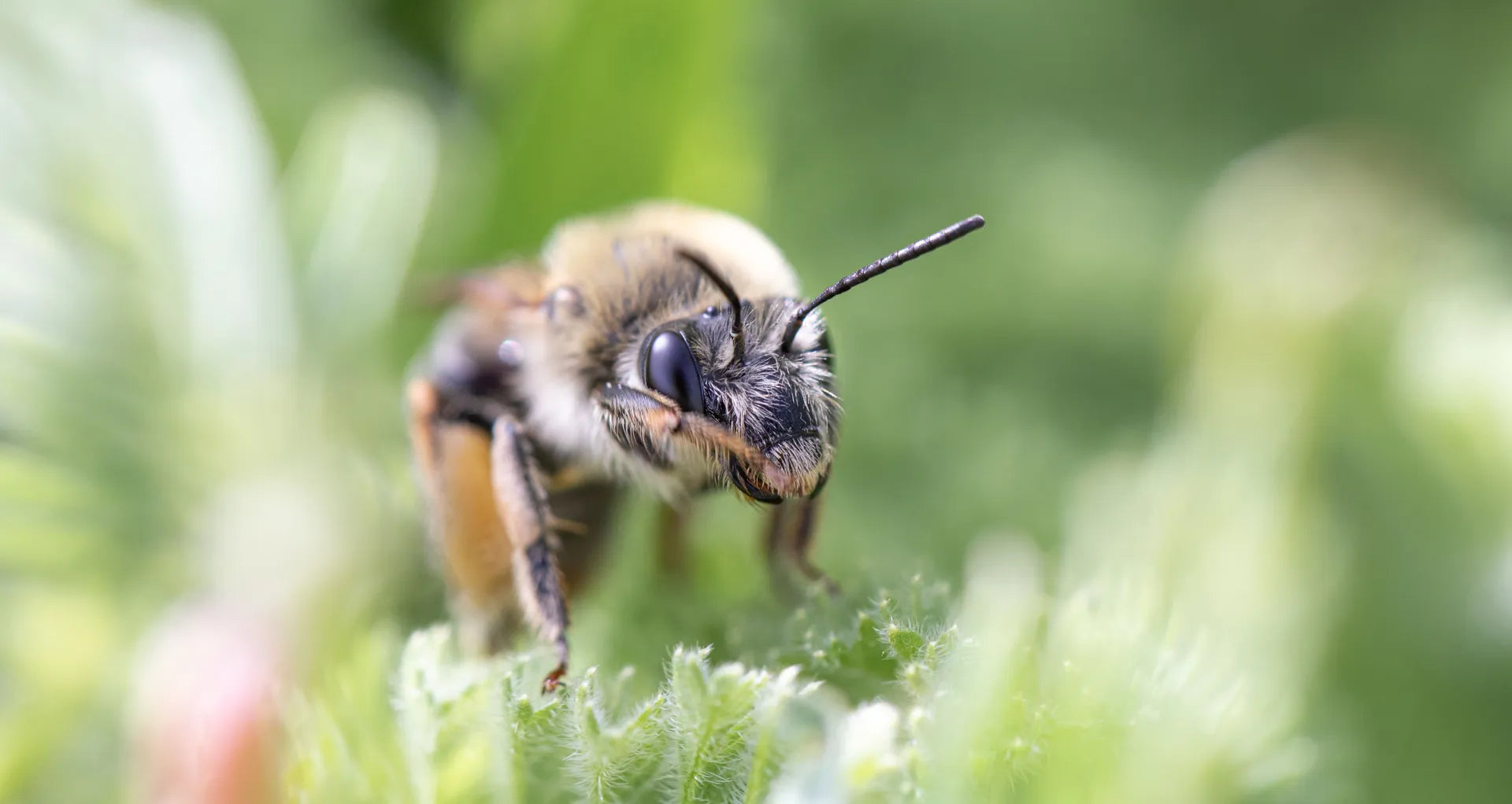 Beesline