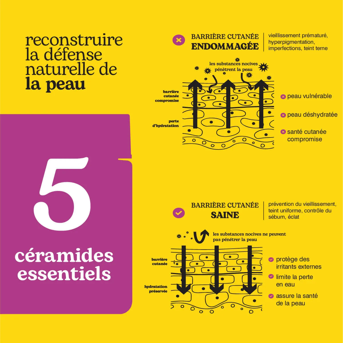 Pro-Age Hydrating Barrier Cream – 5 Ceramides + Peptides
