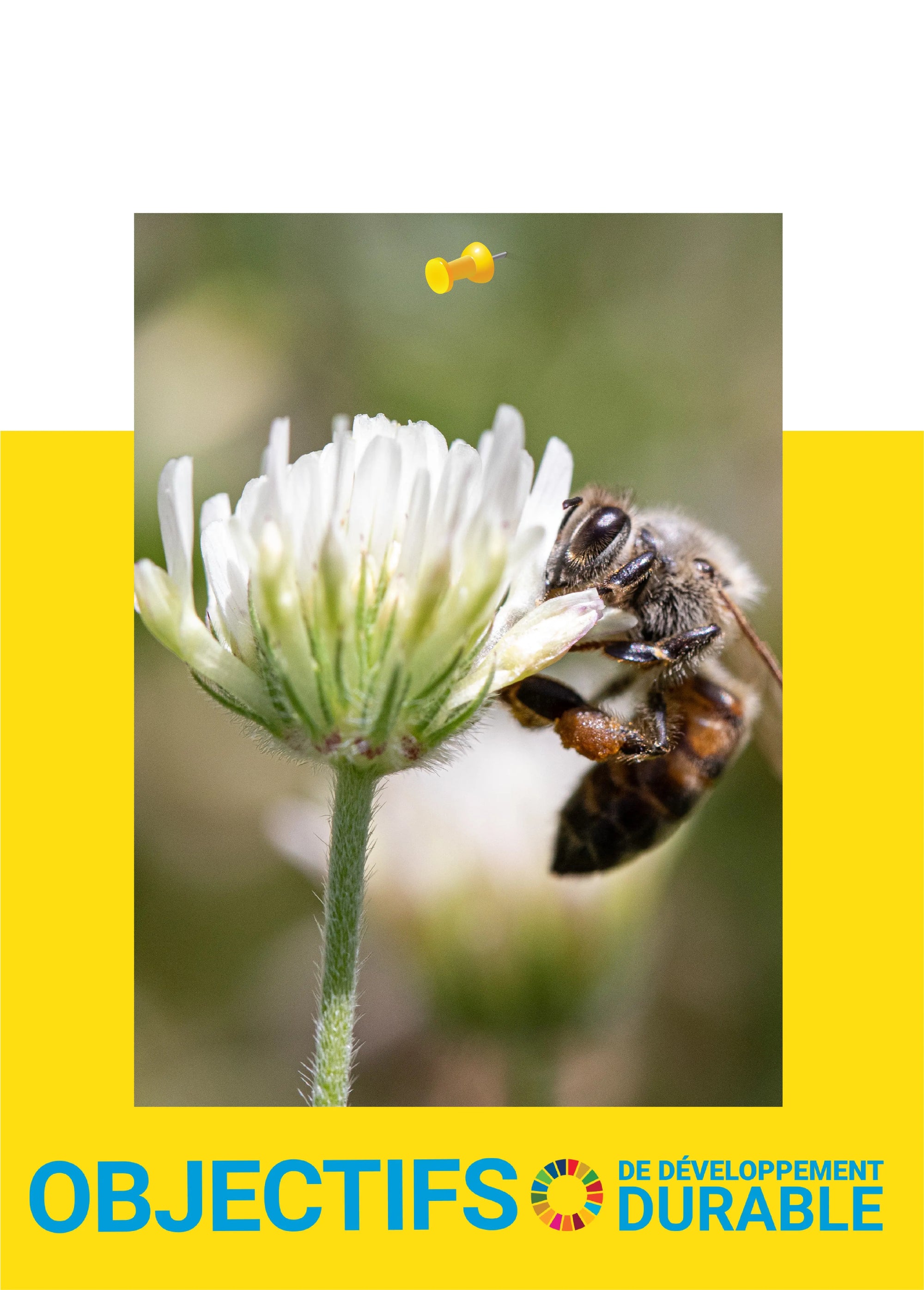 Beesline